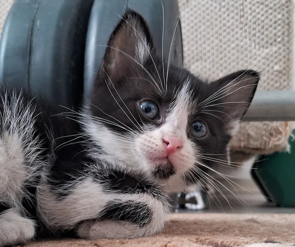Анкарские котята