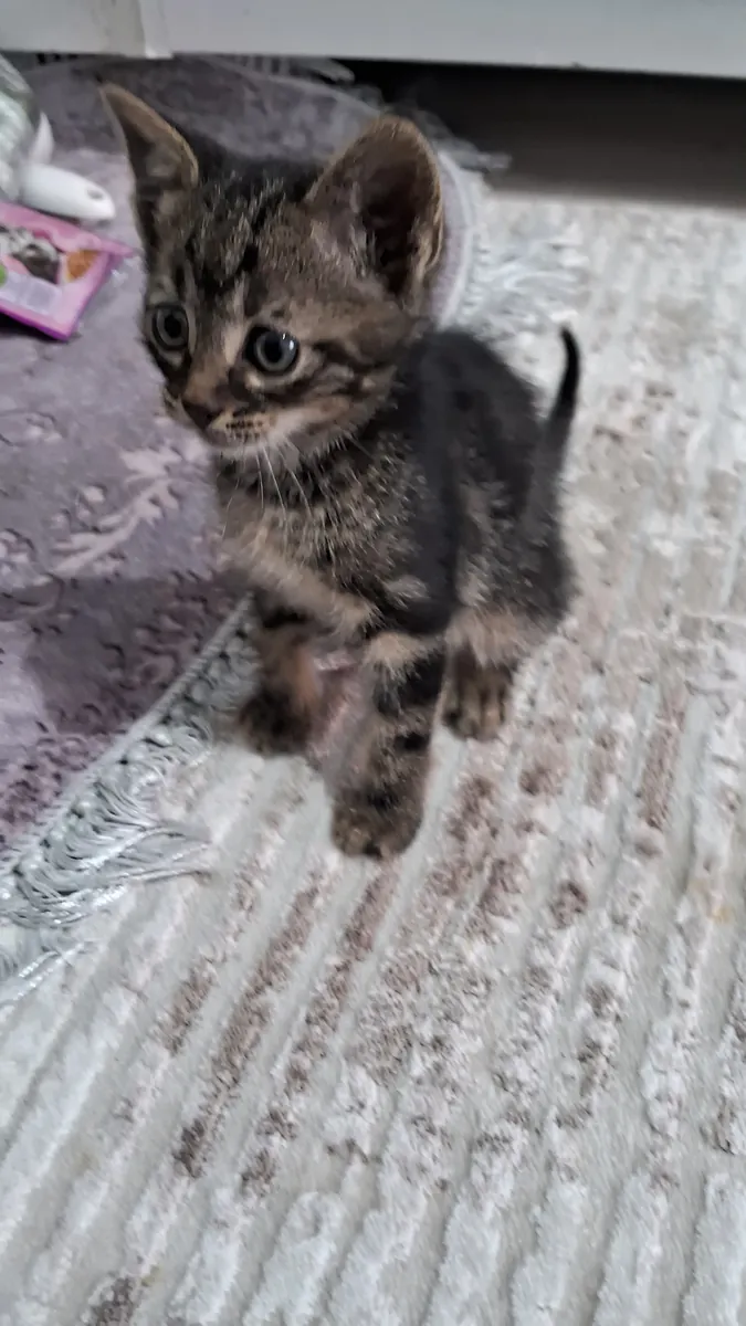 Анкарские котята