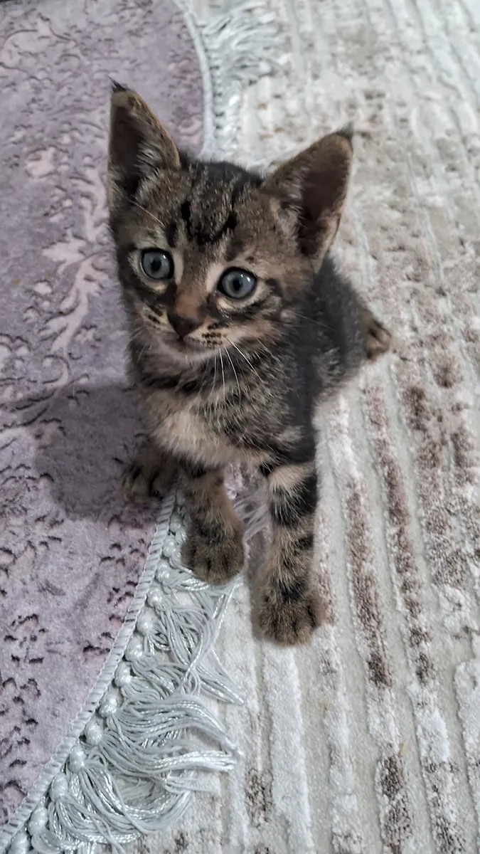 Анкарские котята