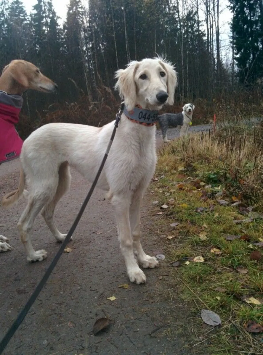 Saluki macho busca hogar tranquilo y comprometido (adopción gratuita)