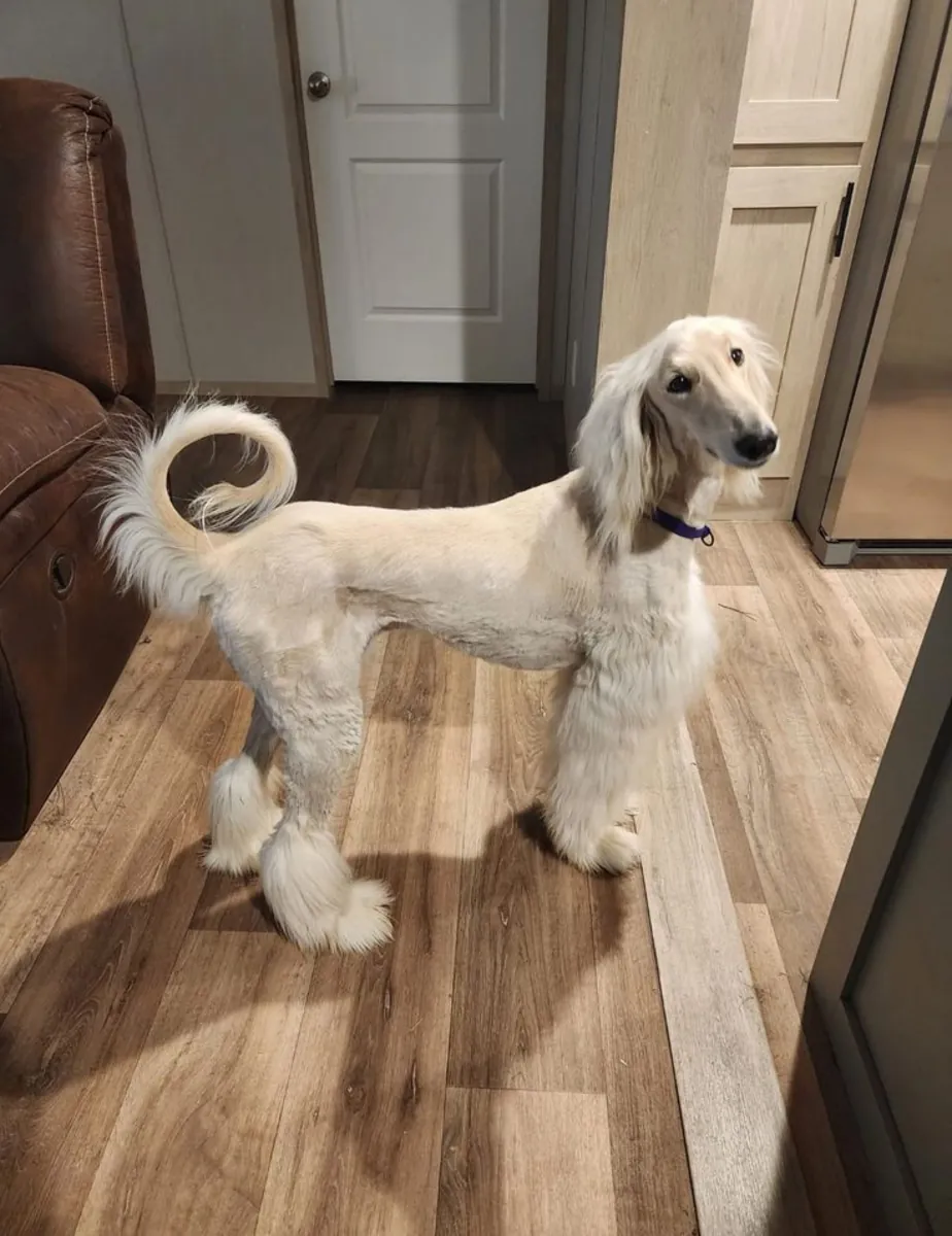 Saluki macho busca hogar tranquilo y comprometido (adopción gratuita)