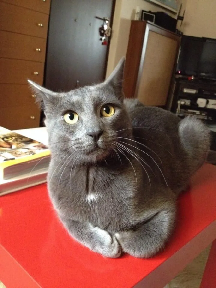 Chatte Korat, affectueuse et élevée en intérieur