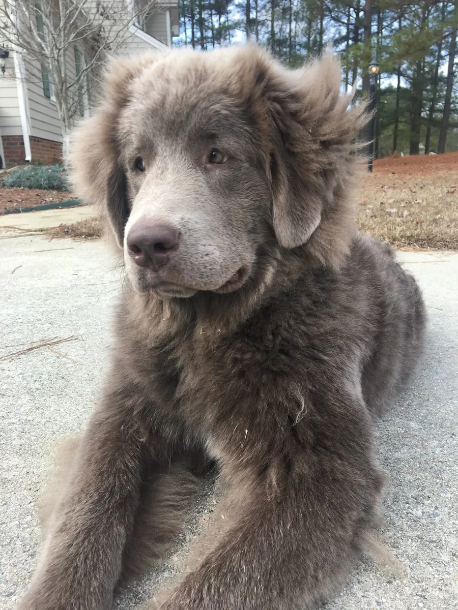 Lost Newfoundland male – large size, very gentle