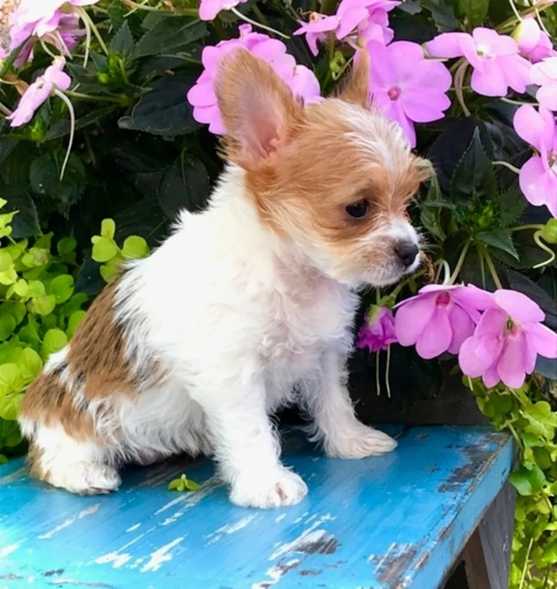 Chorkie Pups For Sale 