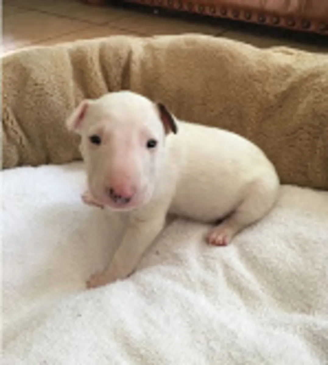 Chiots Bull Terrier Anglais