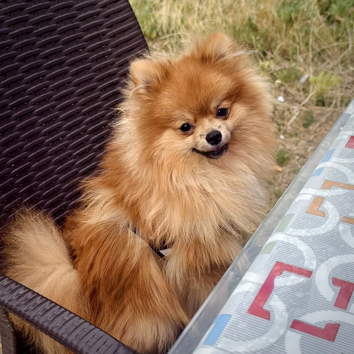 1 year old male Pomeranian