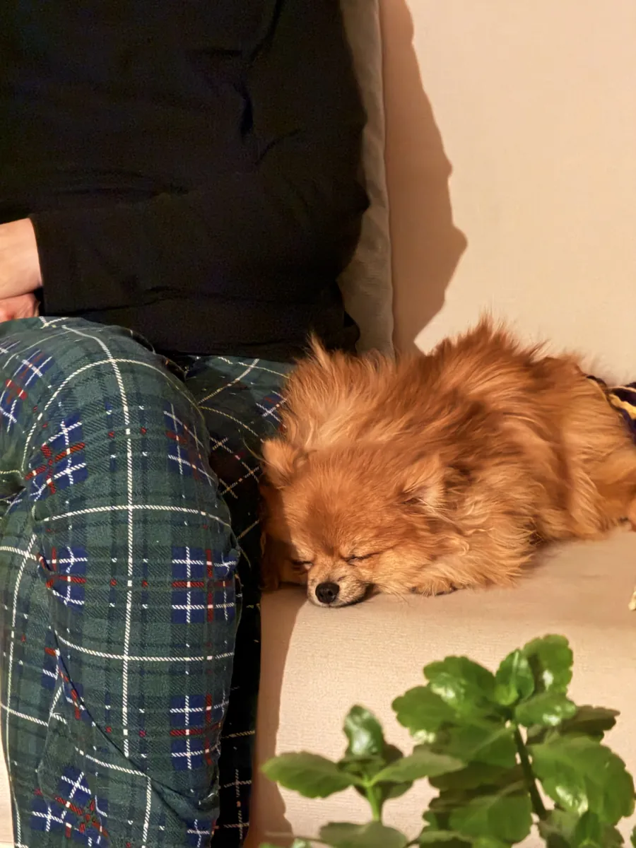 1 year old male Pomeranian