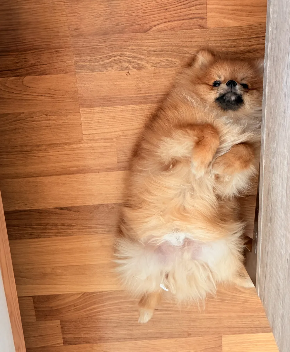 1 year old male Pomeranian