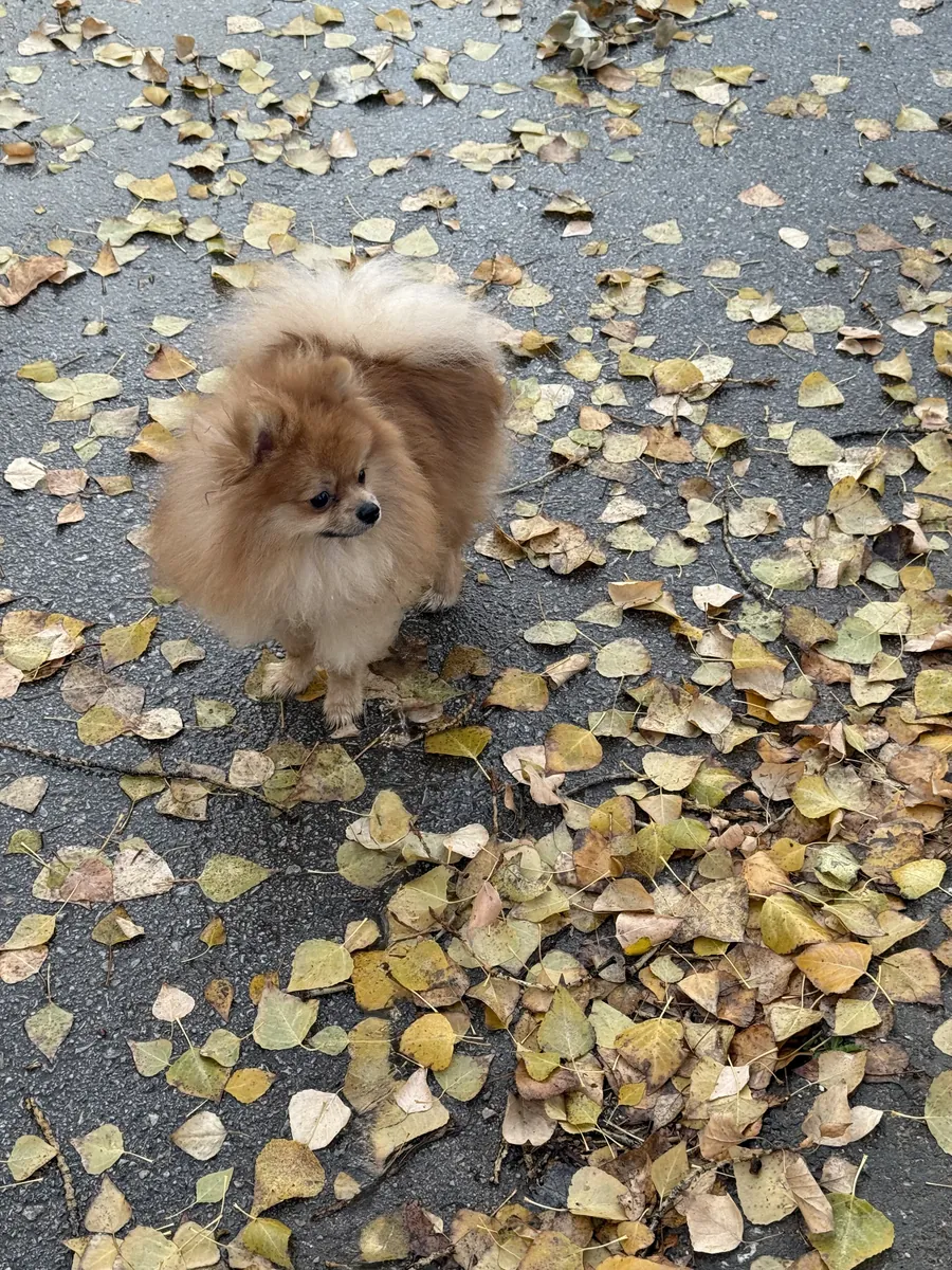 1 year old male Pomeranian