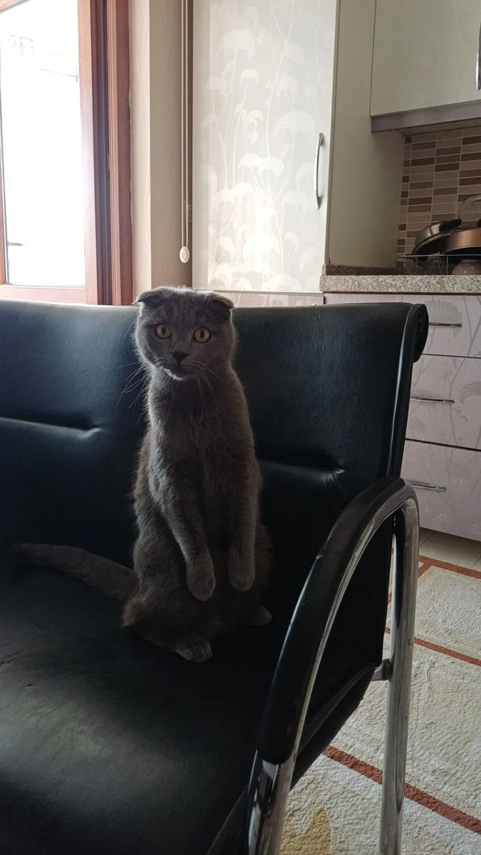 We are looking for a home for our cat.
