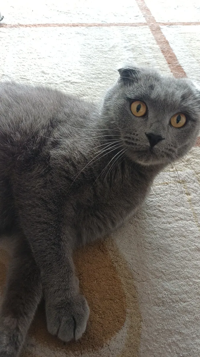 We are looking for a home for our cat.