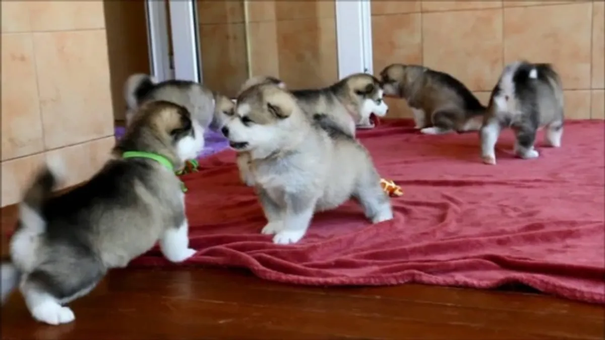 Chiots Malamutes d'Alaska inscrits au Kennel Club à vendre