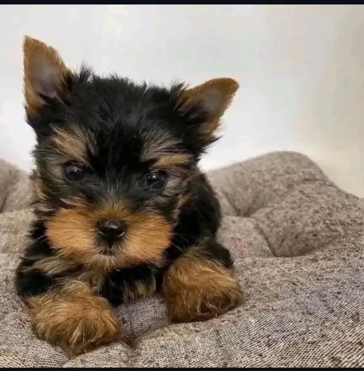 Yorkshire Terrier puppies, 12 weeks old