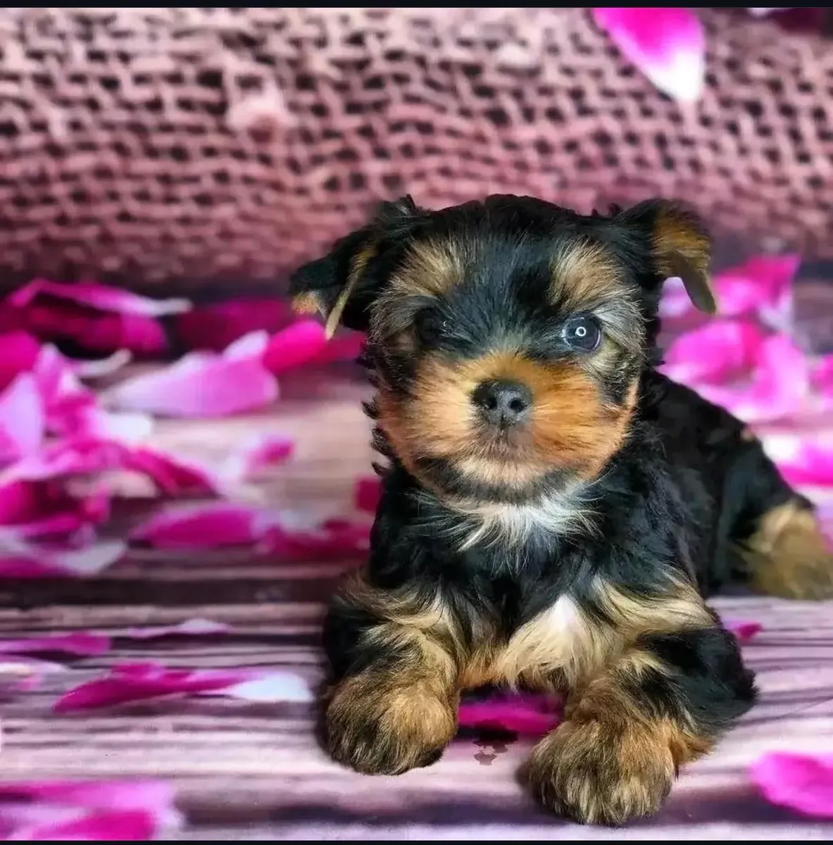 Yorkshire Terrier puppies, 12 weeks old