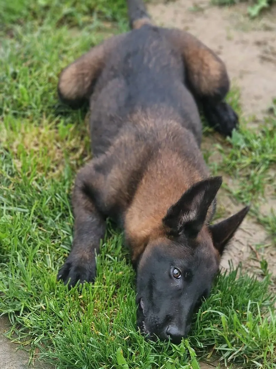 Muhteşem Belçika Malinois yavrusu