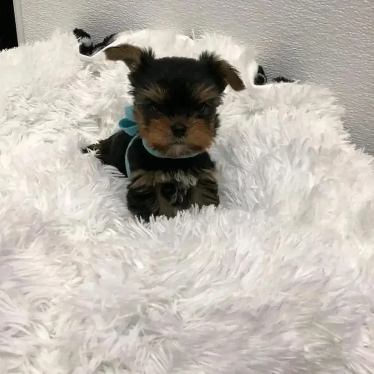 Adorables chiots Yorkshire