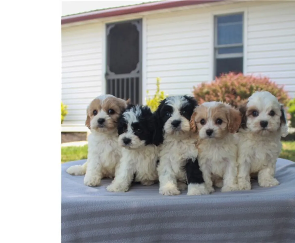 令人惊艳的F2卡瓦犬幼犬