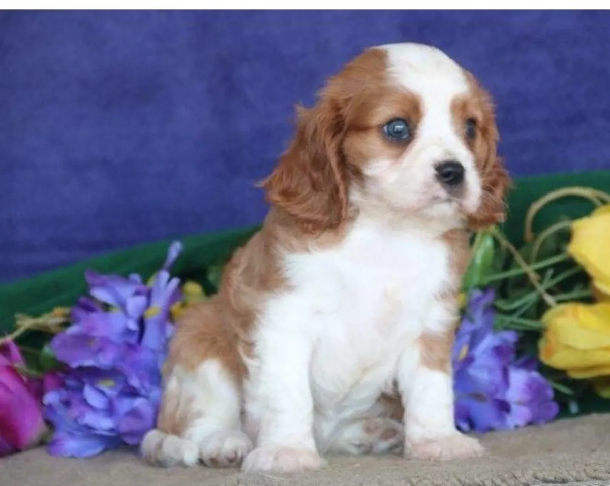 Stunning Kc Registered Cavalier King Charles puppies