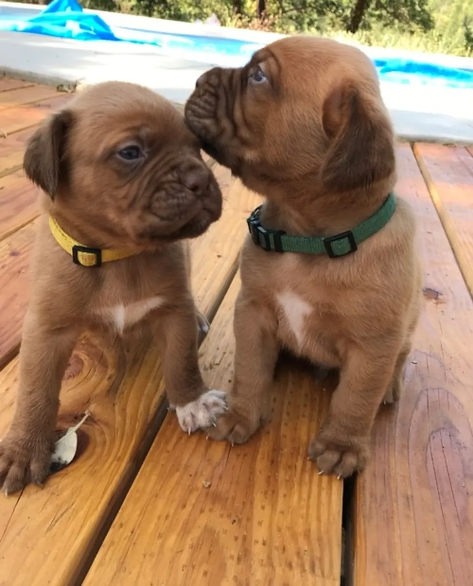 华丽的波尔多犬幼犬