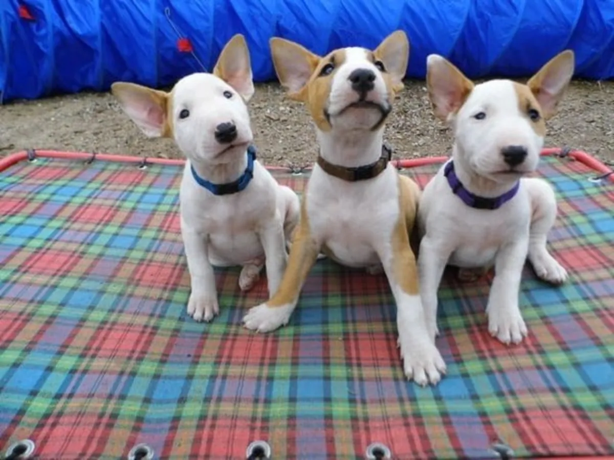 Chiots Bull Terrier Anglais