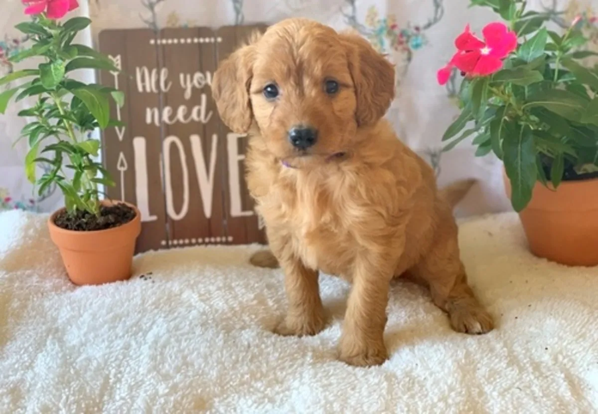 Cachorros Golden Doodle multigeneracionales disponibles