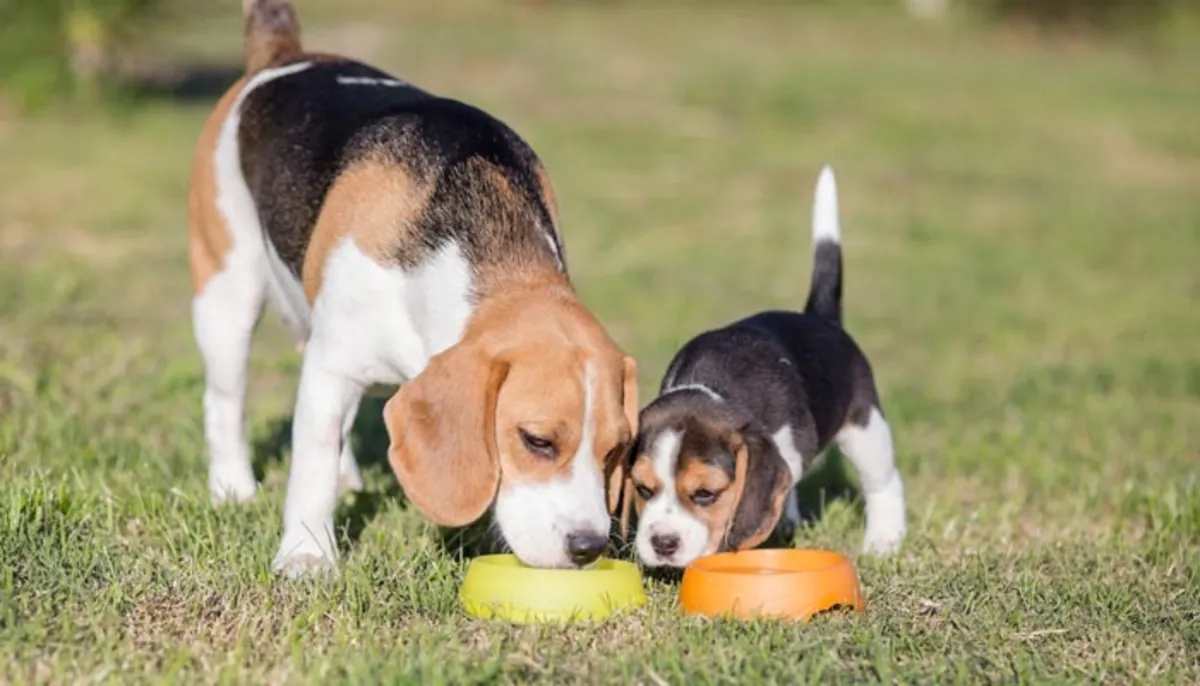 Chiots Beagle pure race à réserver