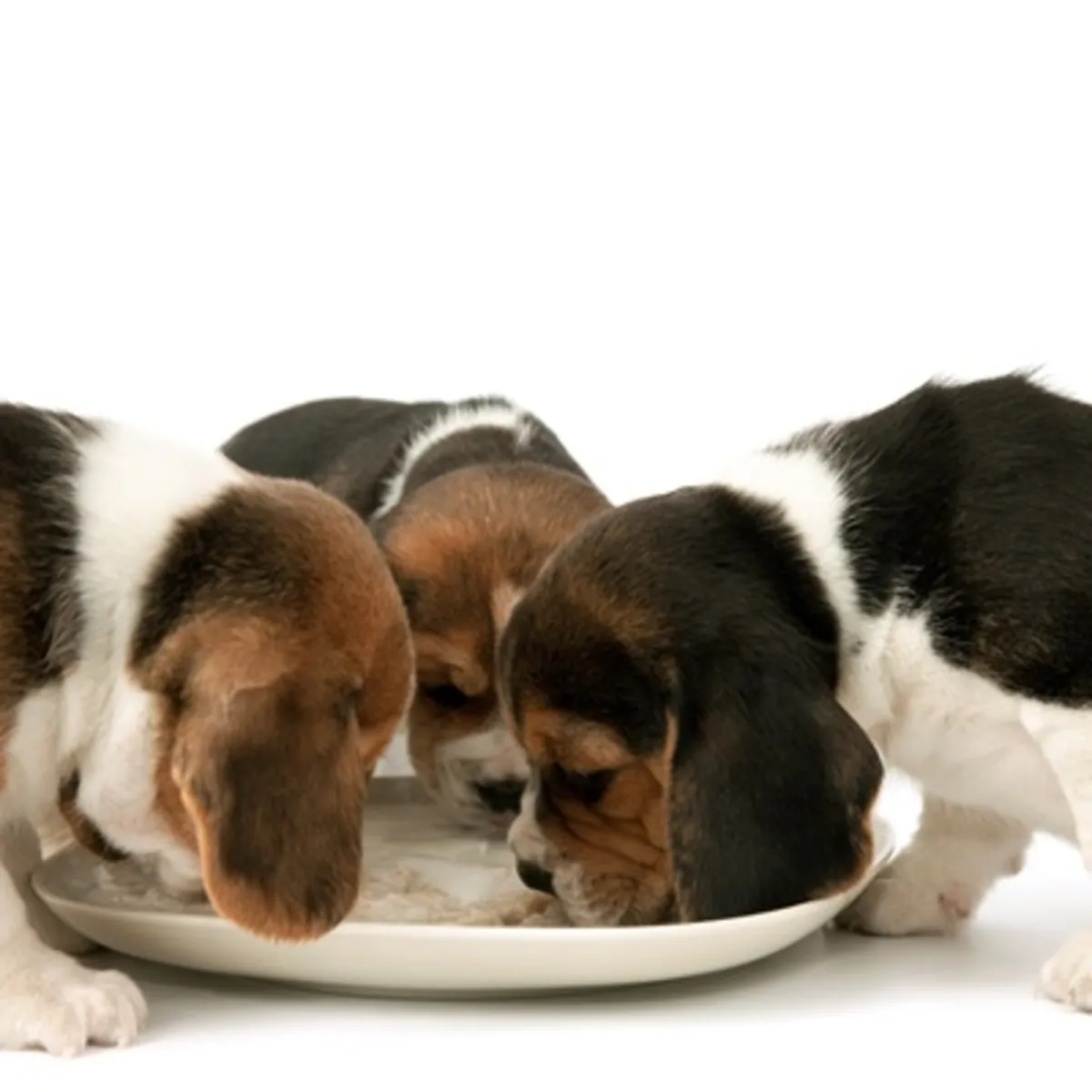 Chiots Beagle pure race à réserver