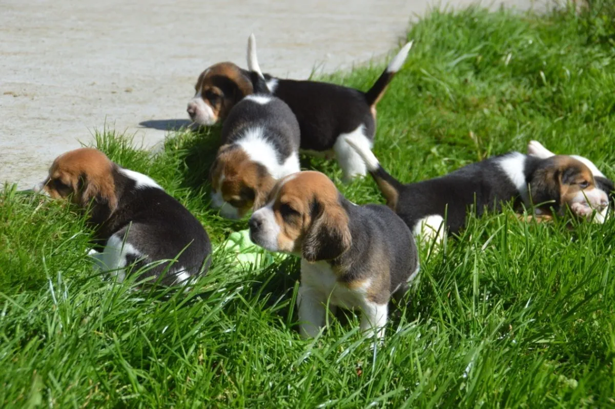 Chiots Beagle pure race à réserver