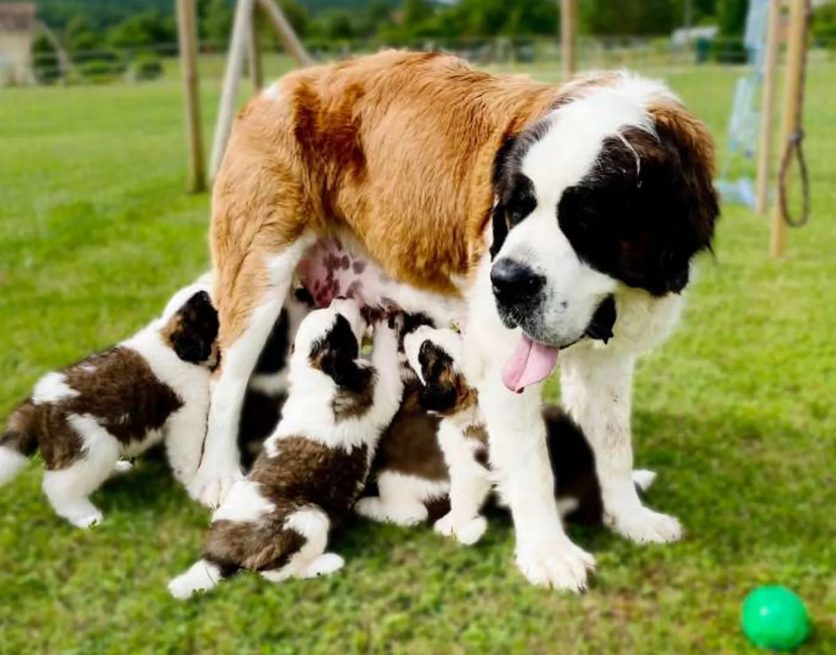 Beautiful Purebred Pedigree Saint Bernard Puppies