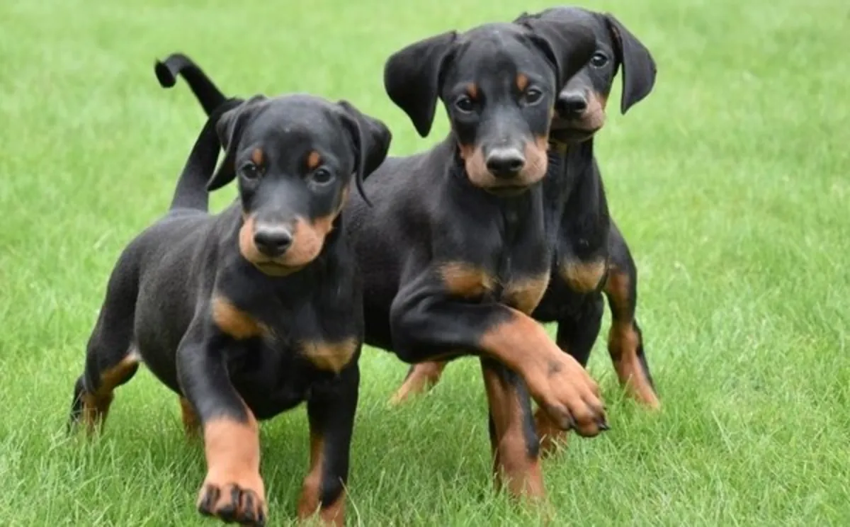 出售KC注册杜宾犬幼犬