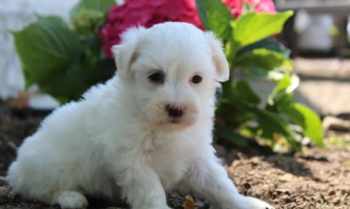 Deux chiots maltais miniatures cherchent une nouvelle famille.