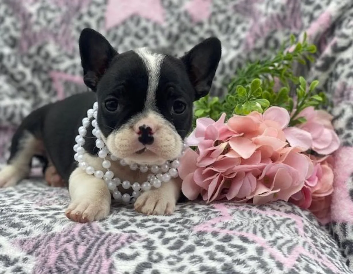 Cachorro de bulldog francés de calidad AKC en adopción gratuita