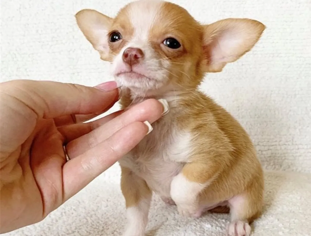   Chihuahua Puppy