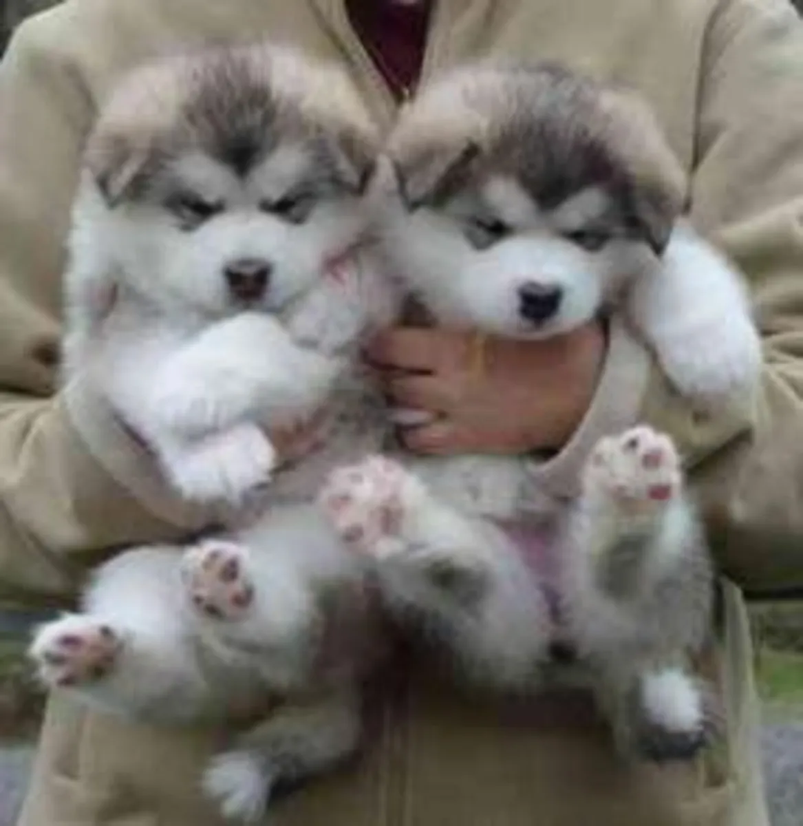Chiots Malamutes d'Alaska inscrits au Kennel Club à vendre