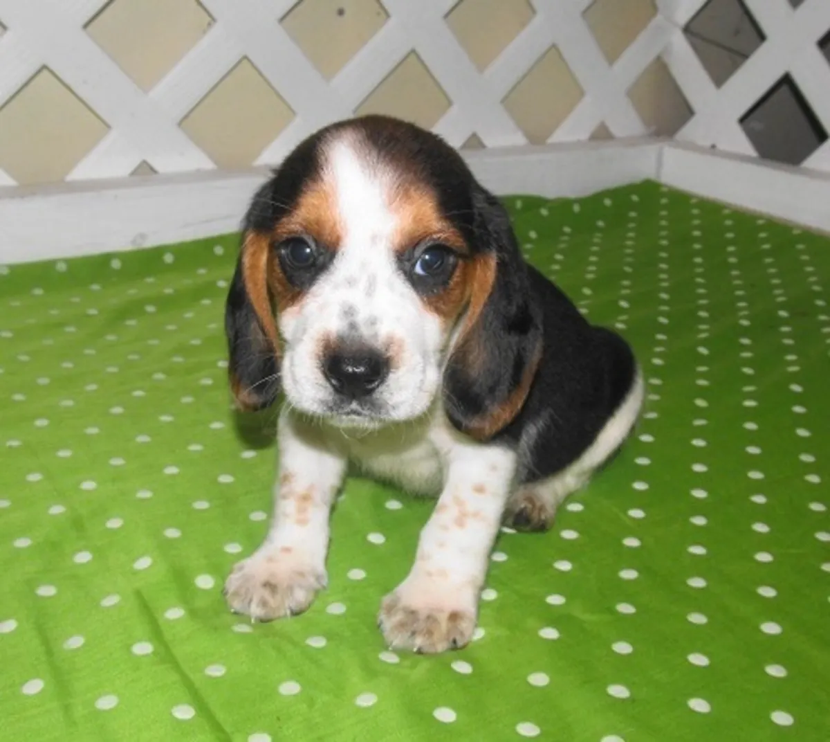Stunning Beagle Puppies 