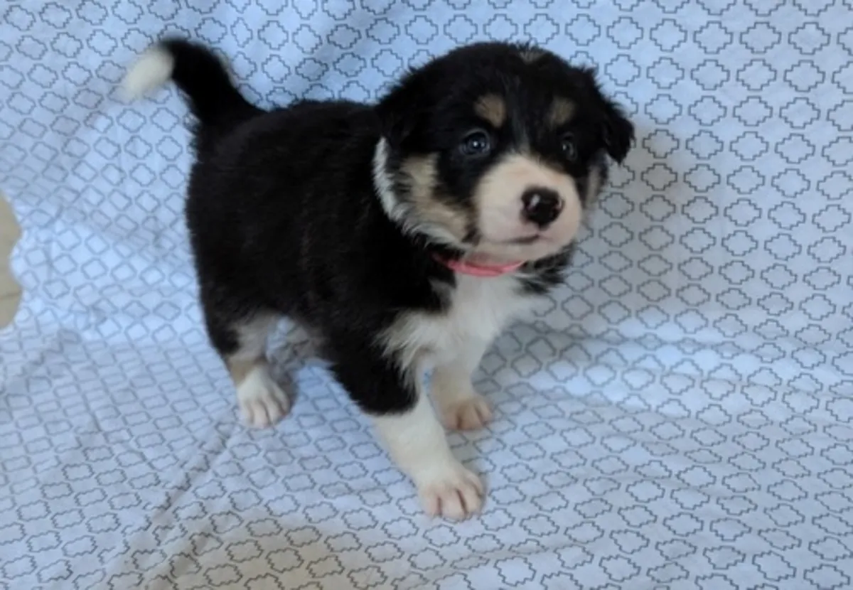 Beautiful Border Collie Puppies