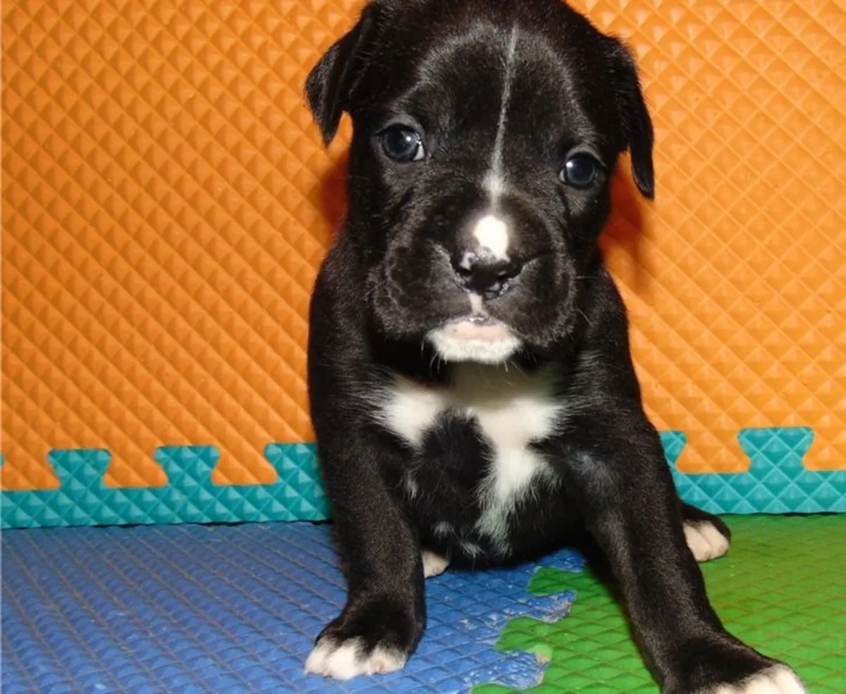 Chiots Boxer rouge foncé inscrits, disponibles dès maintenant.