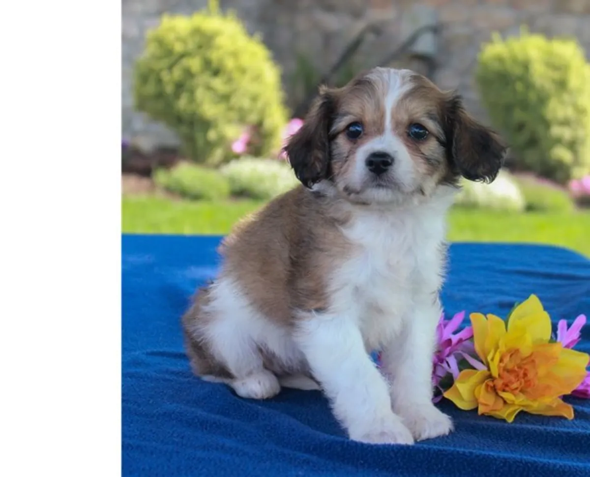 Amazing F2 Cavachon Puppies