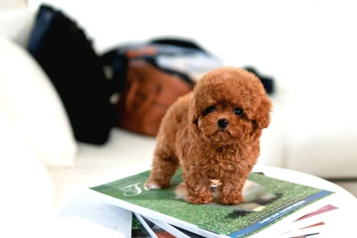 NUESTROS BEBÉS CANICHE DE JUGUETE COREANOS