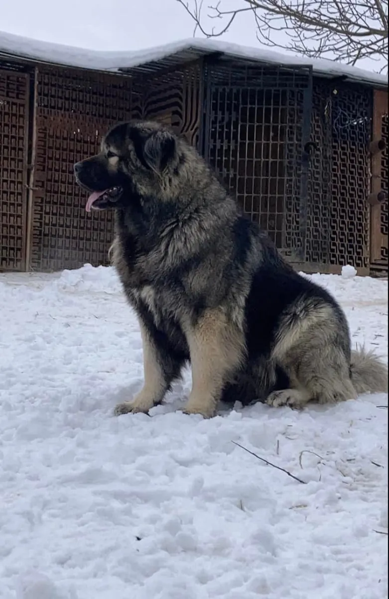 Kars Çoban Köpeği cinsi erkek köpek, sorumlu bir yuva arıyor (ücretsiz sahiplendirme).