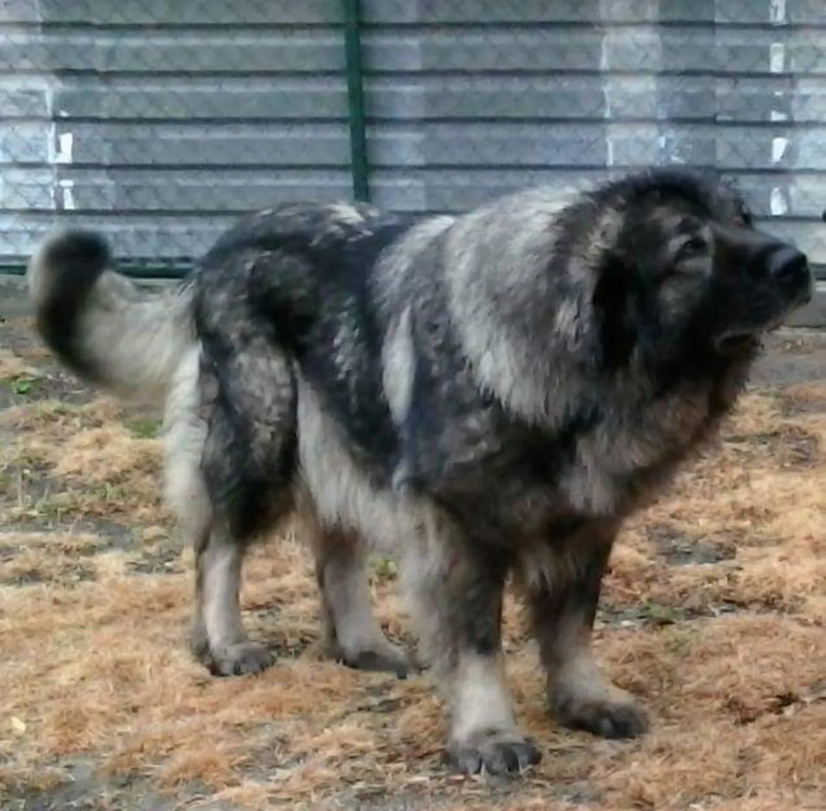 Kars Çoban Köpeği cinsi erkek köpek, sorumlu bir yuva arıyor (ücretsiz sahiplendirme).