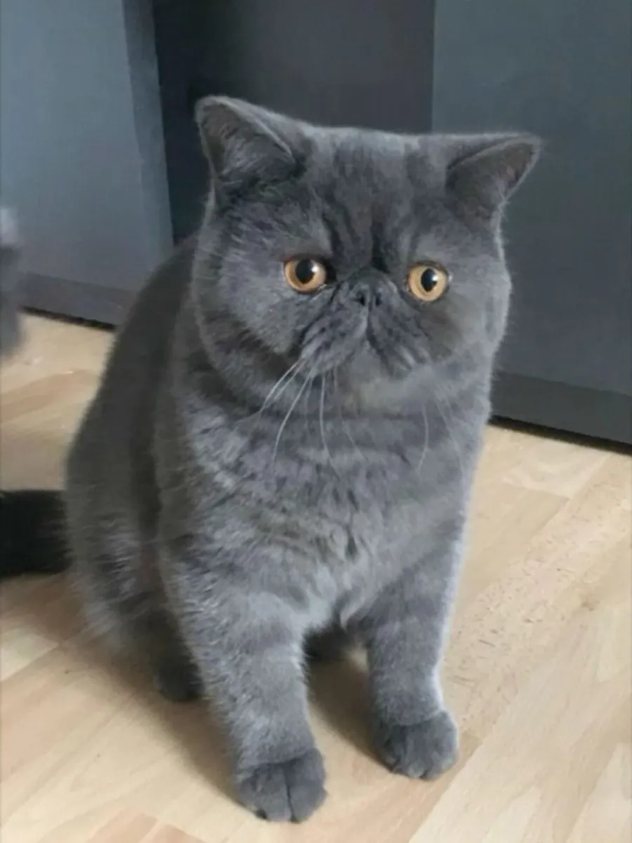 Chatte Exotic Shorthair élevée en intérieur avec soin