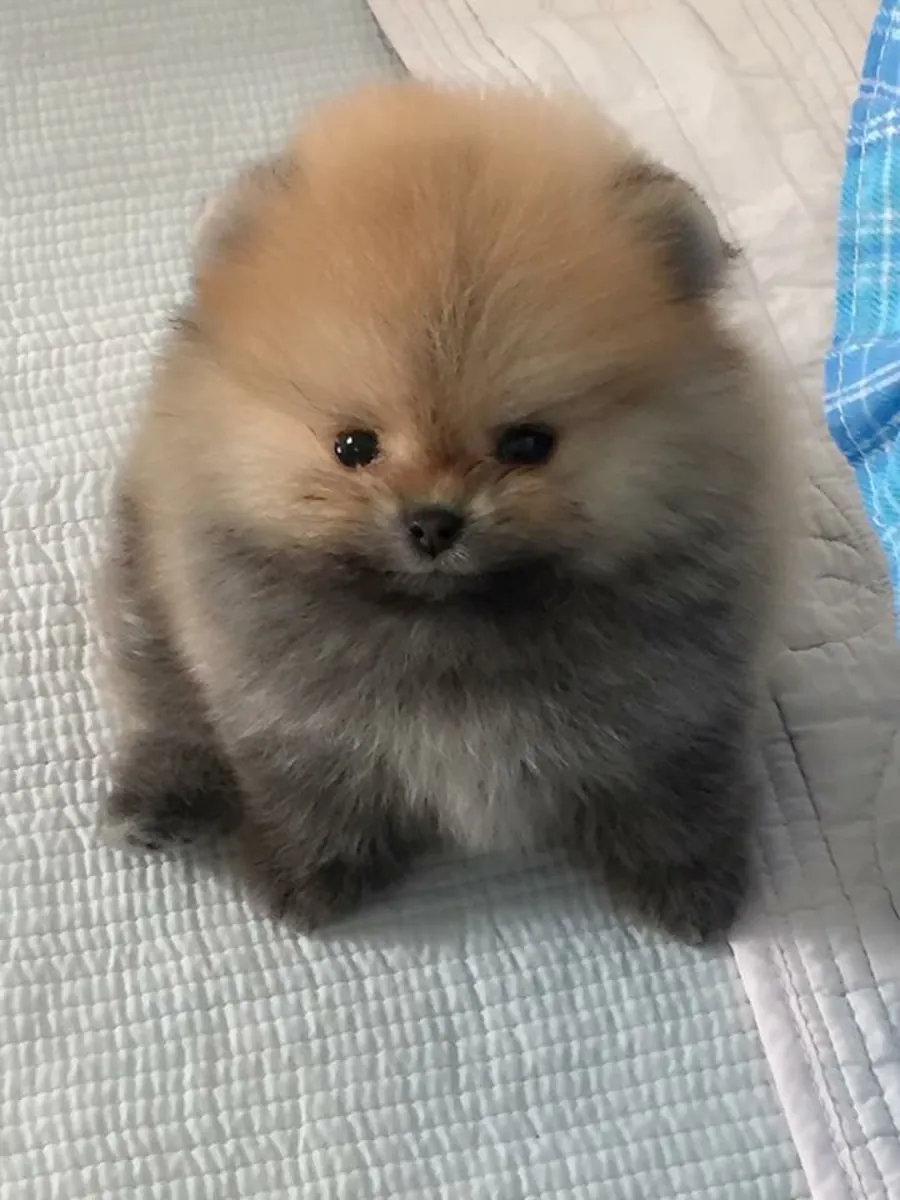 Sosyal becerileri gelişmiş ve sağlıklı dişi Pomeranya yavrusu.