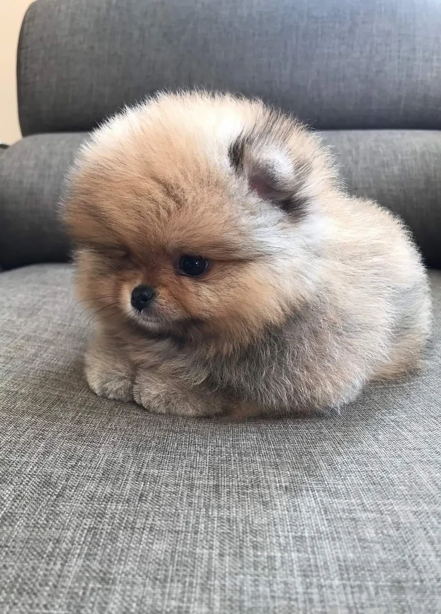 Sosyal becerileri gelişmiş ve sağlıklı dişi Pomeranya yavrusu.