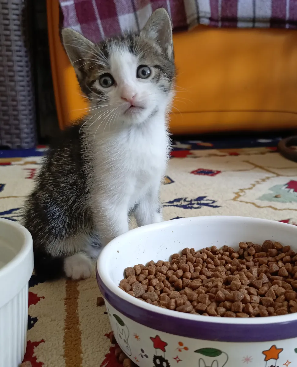 Home sought for 1-month-old kitten