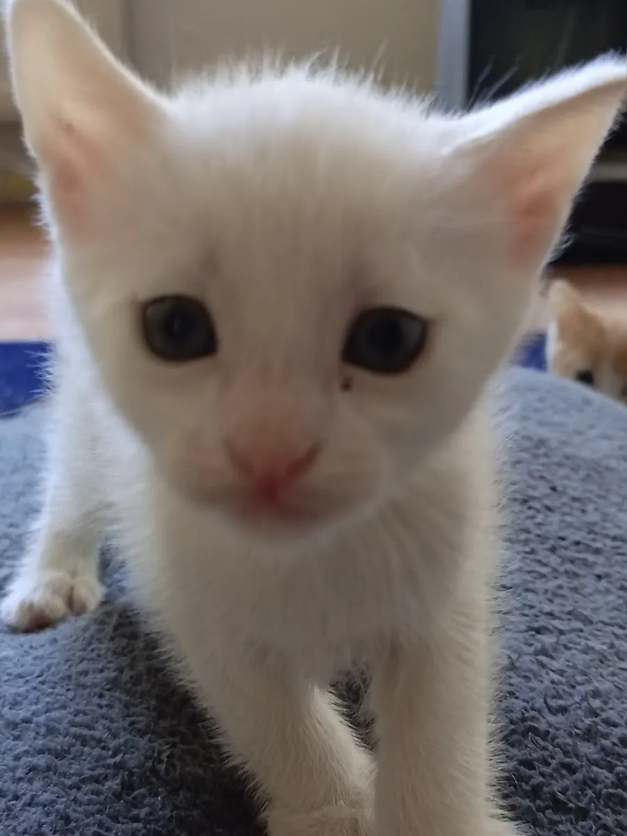 Home sought for 1-month-old kitten