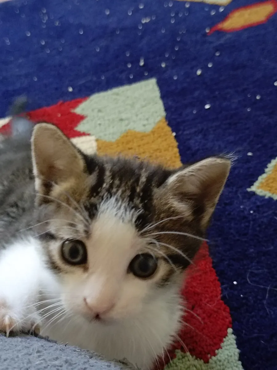 Home sought for 1-month-old kitten