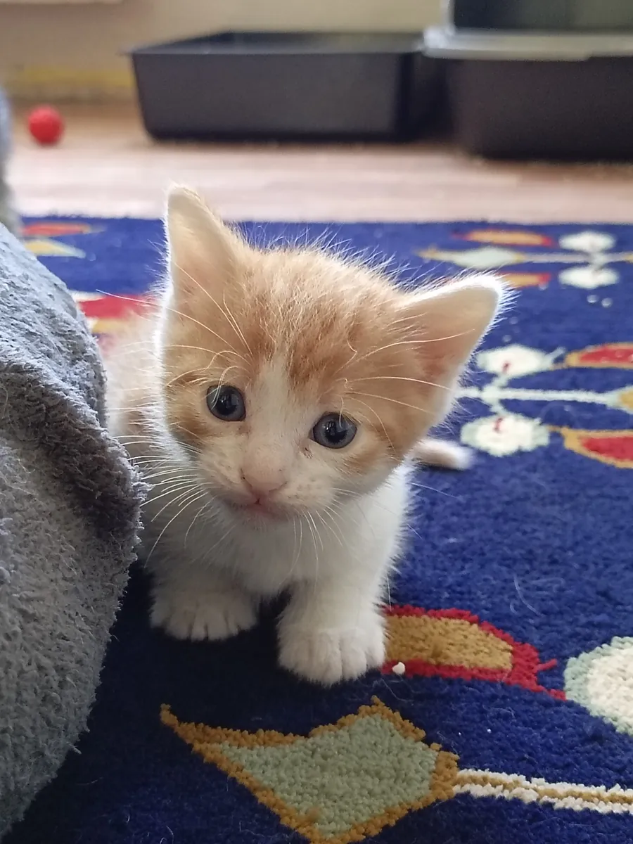 Home sought for 1-month-old kitten