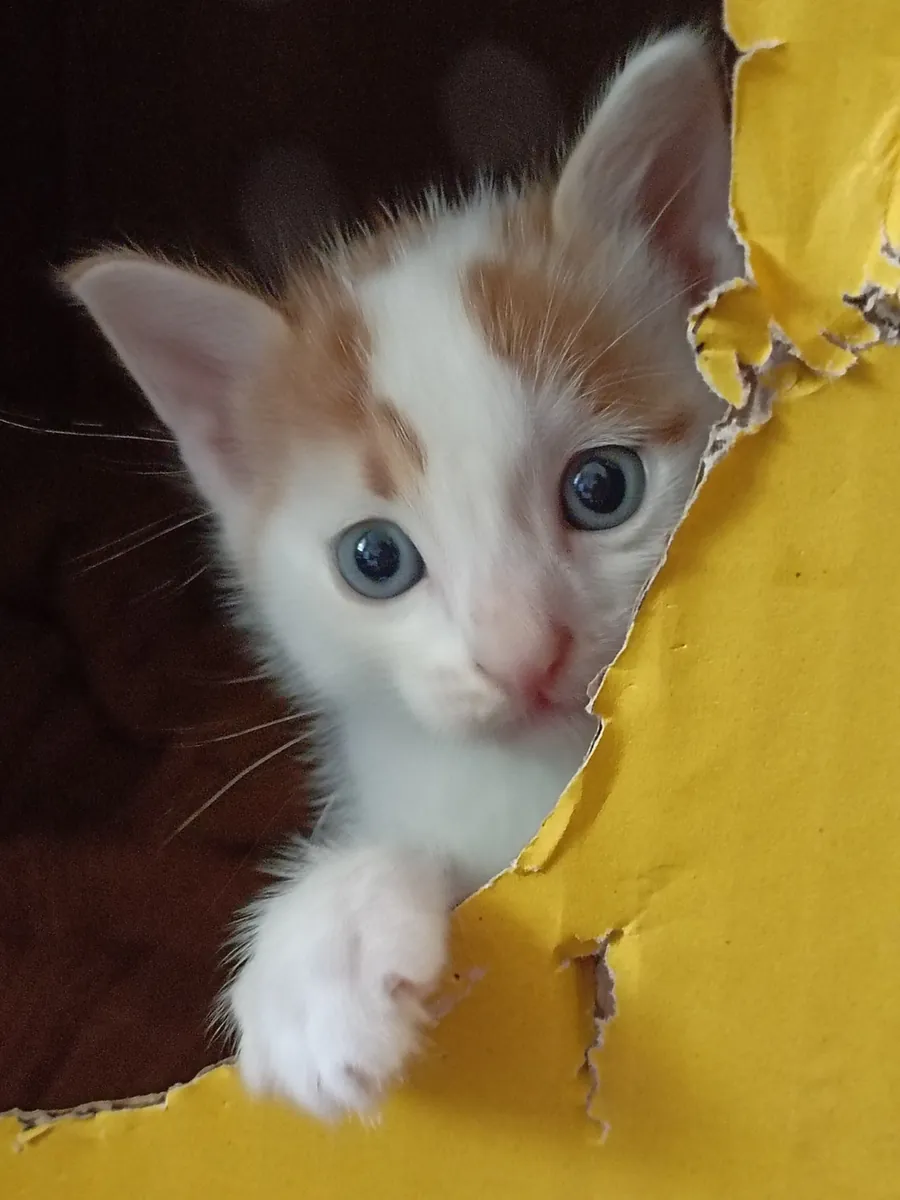 Home sought for 1-month-old kitten