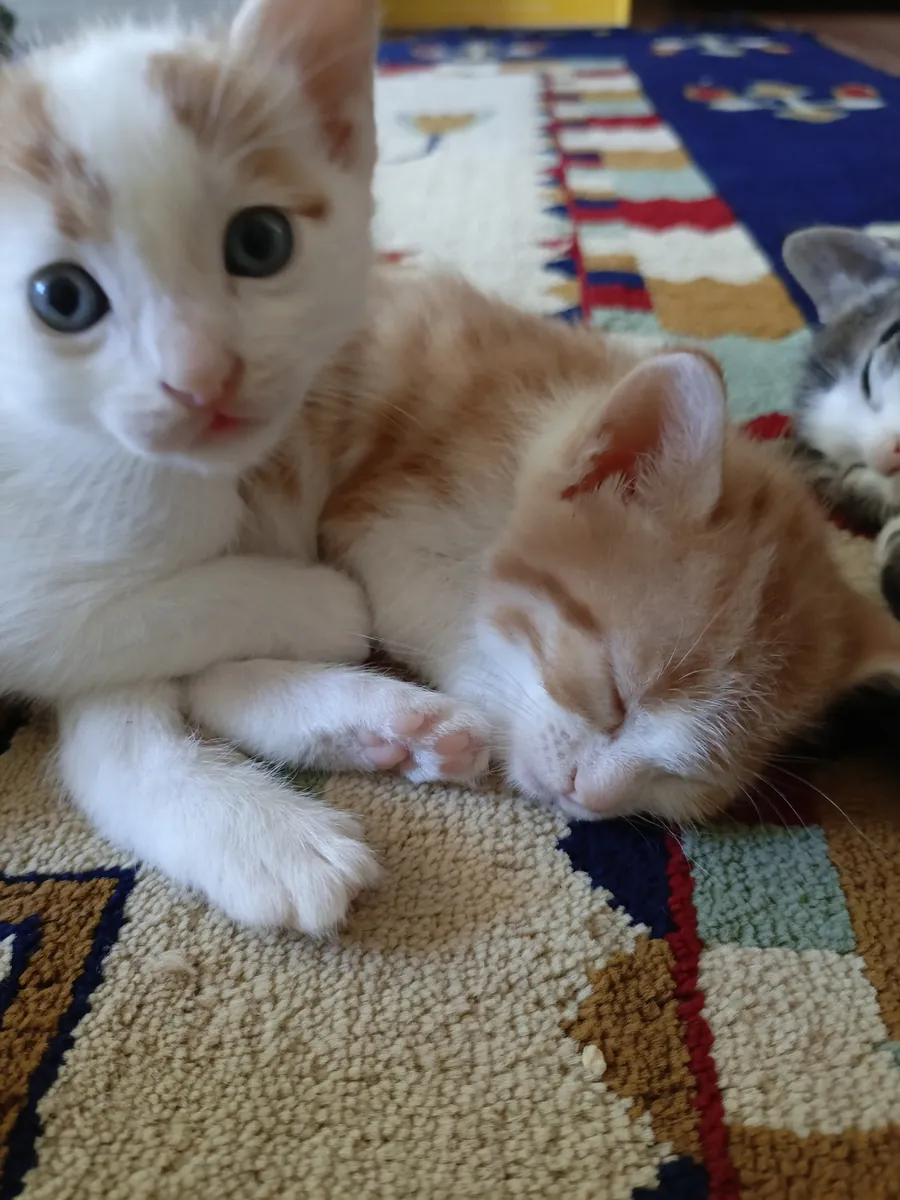Home sought for 1-month-old kitten